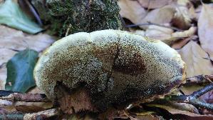 Flacher-Schillerporling_Inonotus-cuticularis_20260728_121358.jpg