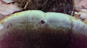 Flacher-Schillerporling_Inonotus-cuticularis_20260728_121414.jpg