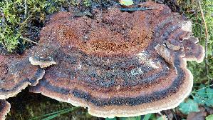 Flacher-Schillerporling_Inonotus-cuticularis_20260901_133757.jpg