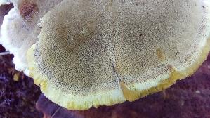 Flacher-Schillerporling_Inonotus-cuticularis_20260901_133828.jpg