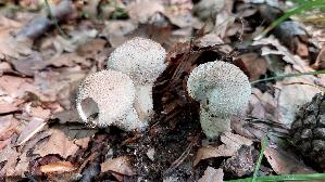 Flaschen---Staeubling_Lycoperdon-perlatum_20250805_160025.jpg