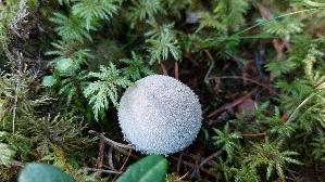 Flaschen---Staeubling_Lycoperdon-perlatum_20250904_130603.jpg