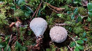 Flaschen---Staeubling_Lycoperdon-perlatum_20250904_130814.jpg