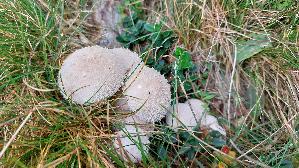 Flaschen---Staeubling_Lycoperdon-perlatum_20260919_113629.jpg