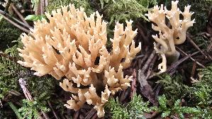 Flattrige-Koralle_Phaeoclavulina-flaccida_20260918_132746.jpg