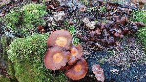 Fleckender-Faserling_Psathyrella-maculata_20261019_160605.jpg