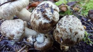 Fleckender-Faserling_Psathyrella-maculata_20261019_160811.jpg