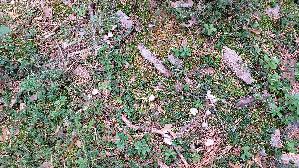 Fleischfarbener-Helmling_Mycena-pearsoniana_20250909_124717.jpg