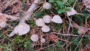 Fleischfarbener-Helmling_Mycena-pearsoniana_20250909_124745.jpg