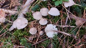 Fleischfarbener-Helmling_Mycena-pearsoniana_20250909_124757.jpg