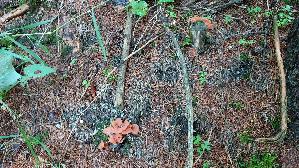 Fleischroter-Gallerttrichter_Guepinia-helvelloides_20250903_103342.jpg