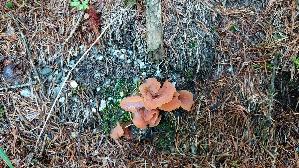 Fleischroter-Gallerttrichter_Guepinia-helvelloides_20250903_103348.jpg