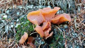 Fleischroter-Gallerttrichter_Guepinia-helvelloides_20250903_103406.jpg