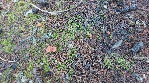 Fleischroter-Gallerttrichter_Guepinia-helvelloides_20250906_110629.jpg