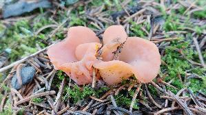 Fleischroter-Gallerttrichter_Guepinia-helvelloides_20250906_110707.jpg