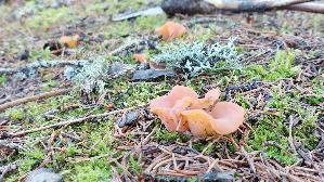 Fleischroter-Gallerttrichter_Guepinia-helvelloides_20250906_110727.jpg