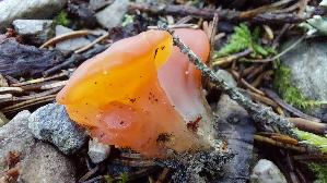 Fleischroter-Gallerttrichter_Guepinia-helvelloides_20250906_110755.jpg