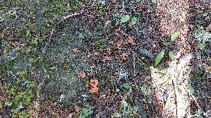 Fleischroter-Gallerttrichter_Guepinia-helvelloides_20250906_111041.jpg