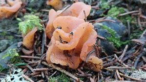 Fleischroter-Gallerttrichter_Guepinia-helvelloides_20250906_111057.jpg