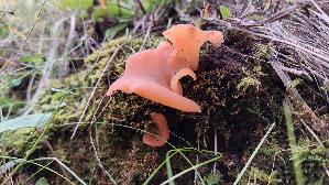 Fleischroter-Gallerttrichter_Guepinia-helvelloides_20250908_151447.jpg