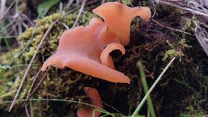 Fleischroter-Gallerttrichter_Guepinia-helvelloides_20250908_151457.jpg
