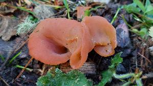 Fleischroter-Gallerttrichter_Guepinia-helvelloides_20260919_120709.jpg