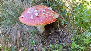 Fliegenpilz_Amanita-muscaria_20250906_133824.jpg