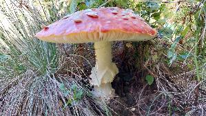 Fliegenpilz_Amanita-muscaria_20250906_133836.jpg