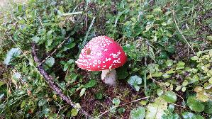 Fliegenpilz_Amanita-muscaria_20250910_113605.jpg