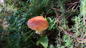 Fliegenpilz_Amanita-muscaria_20250911_095056.jpg