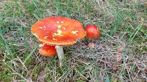Fliegenpilz_Amanita-muscaria_20250916_122314.jpg