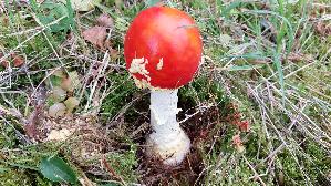 Fliegenpilz_Amanita-muscaria_20250916_122515.jpg