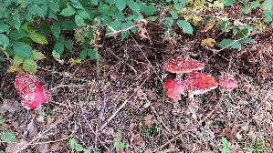 Fliegenpilz_Amanita-muscaria_20250916_122558.jpg