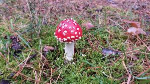 Fliegenpilz_Amanita-muscaria_20250927_135118.jpg