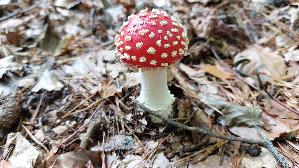 Fliegenpilz_Amanita-muscaria_20251001_152634.jpg