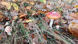 Fliegenpilz_Amanita-muscaria_20251031_115450.jpg