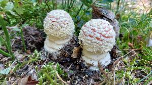 Fliegenpilz_Amanita-muscaria_20260916_122542.jpg
