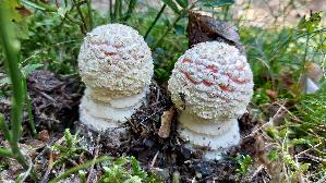 Fliegenpilz_Amanita-muscaria_20260916_122553.jpg