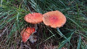 Fliegenpilz_Amanita-muscaria_20260916_145059.jpg