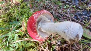 Fliegenpilz_Amanita-muscaria_20260917_145613.jpg