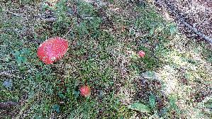 Fliegenpilz_Amanita-muscaria_20260917_145635.jpg