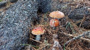 Fliegenpilz_Amanita-muscaria_20260919_125940.jpg