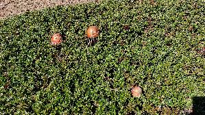 Fliegenpilz_Amanita-muscaria_20260922_135822.jpg