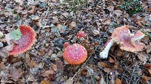 Fliegenpilz_Amanita-muscaria_20261011_130639.jpg