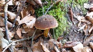 Flockenstieliger-Hexenroehrling_Neoboletus-erythropus_20250728_153502.jpg