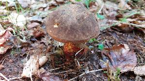 Flockenstieliger-Hexenroehrling_Neoboletus-erythropus_20250729_133501.jpg