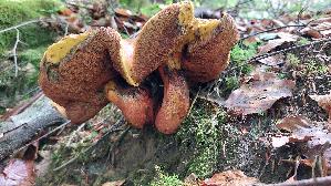 Flockenstieliger-Hexenroehrling_Neoboletus-erythropus_20250802_124714.jpg
