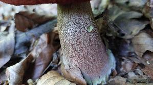 Flockenstieliger-Hexenroehrling_Neoboletus-erythropus_20250812_081834.jpg