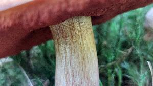 Flockenstieliger-Hexenroehrling_Neoboletus-erythropus_20250812_101600.jpg