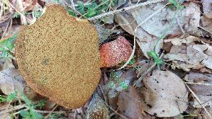 Flockenstieliger-Hexenroehrling_Neoboletus-erythropus_20250817_142041.jpg
